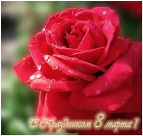 Красная роза с капельками росы